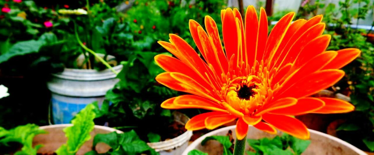 CLOSE-UP OF ORANGE FLOWER