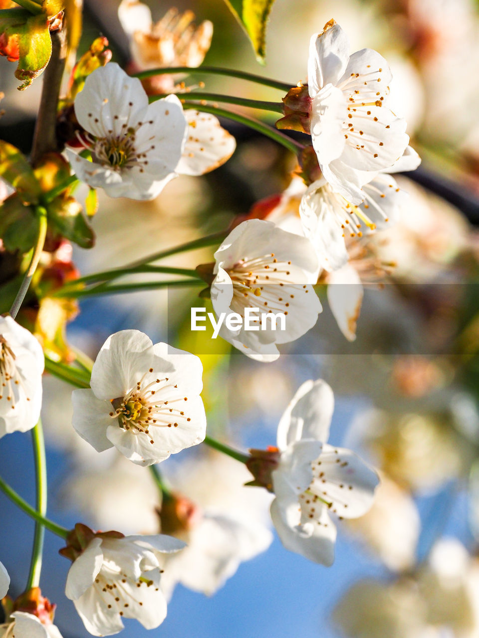 Close-up of white cherry blossoms