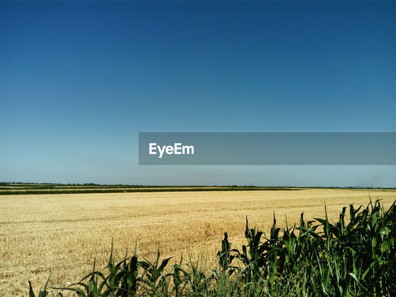 AGRICULTURAL FIELD AGAINST CLEAR BLUE SKY