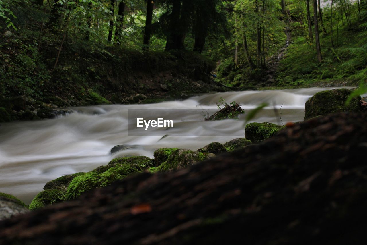 WATERFALL IN FOREST