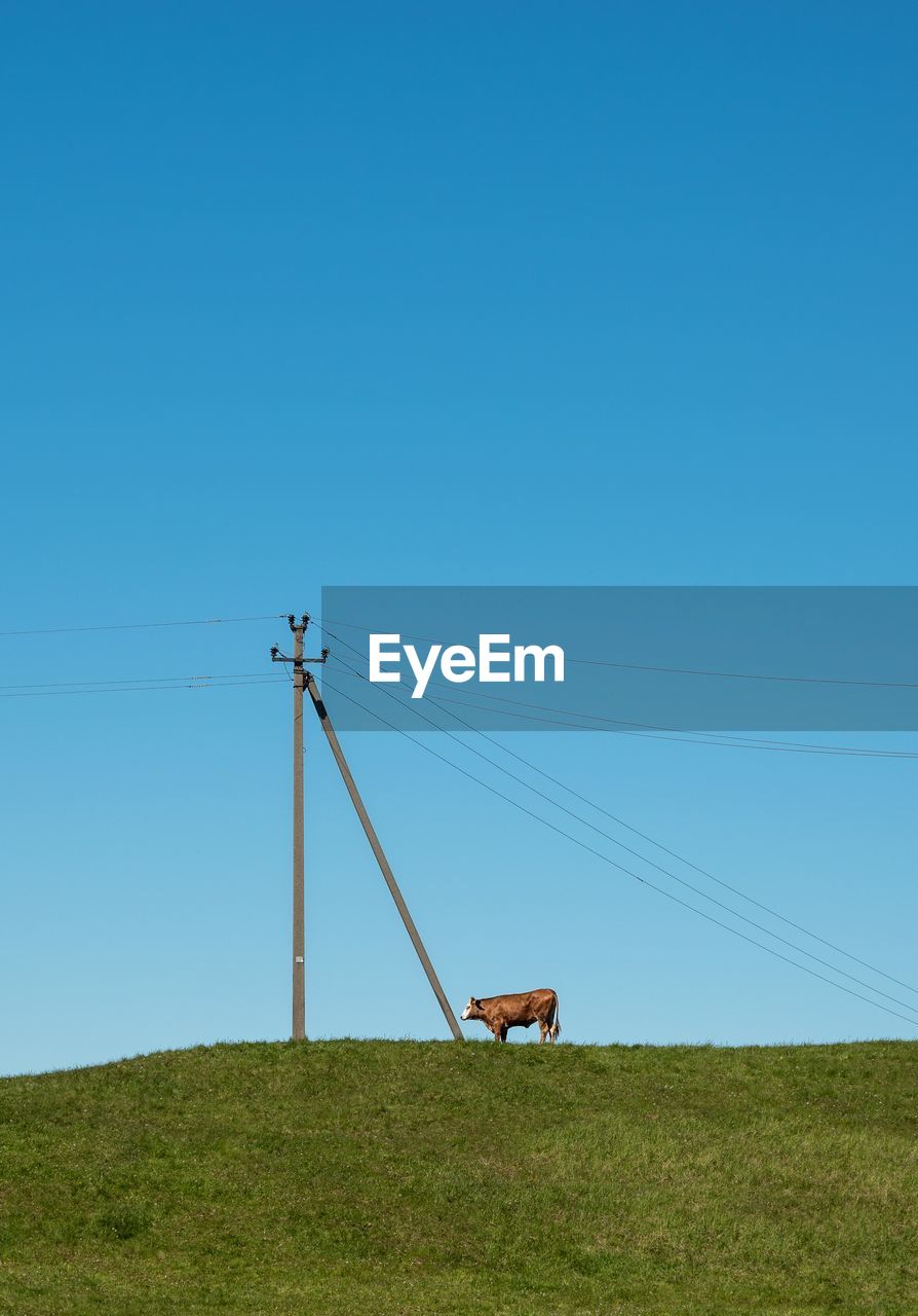 Electricity pylon and  cow on field against clear sky