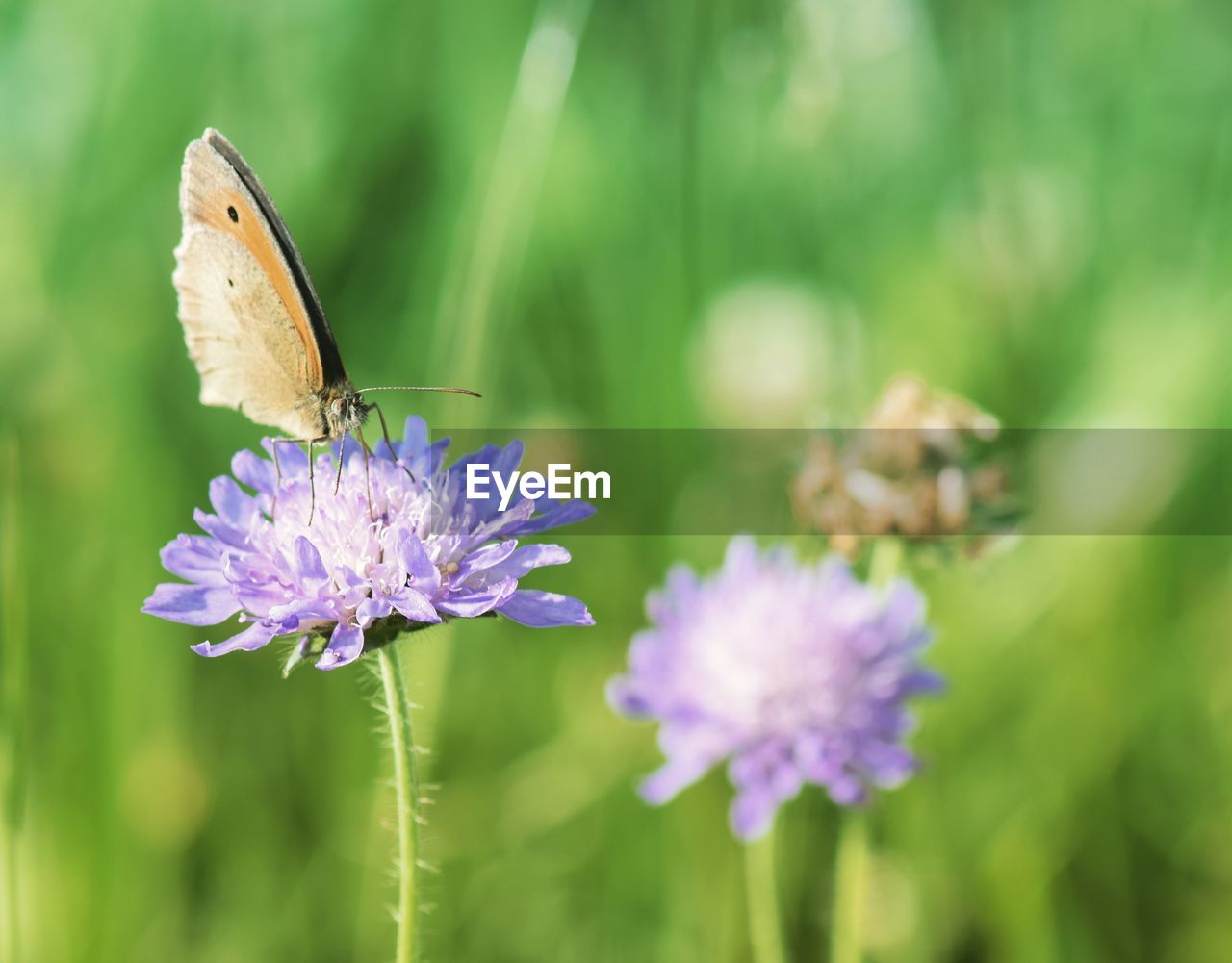 Close-up of butterfly pollinating on purple flower