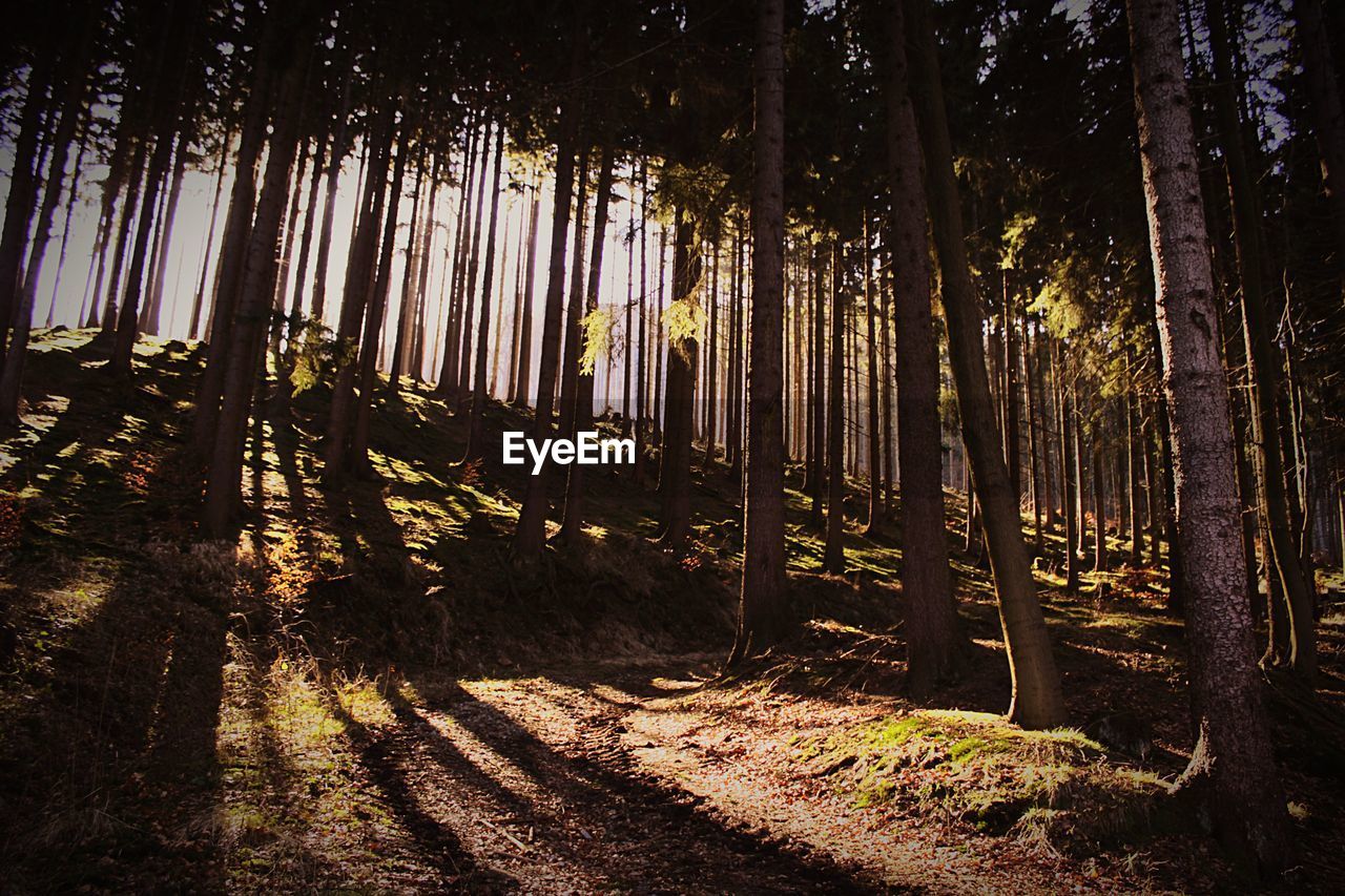 Low angle view of trees on field in forest