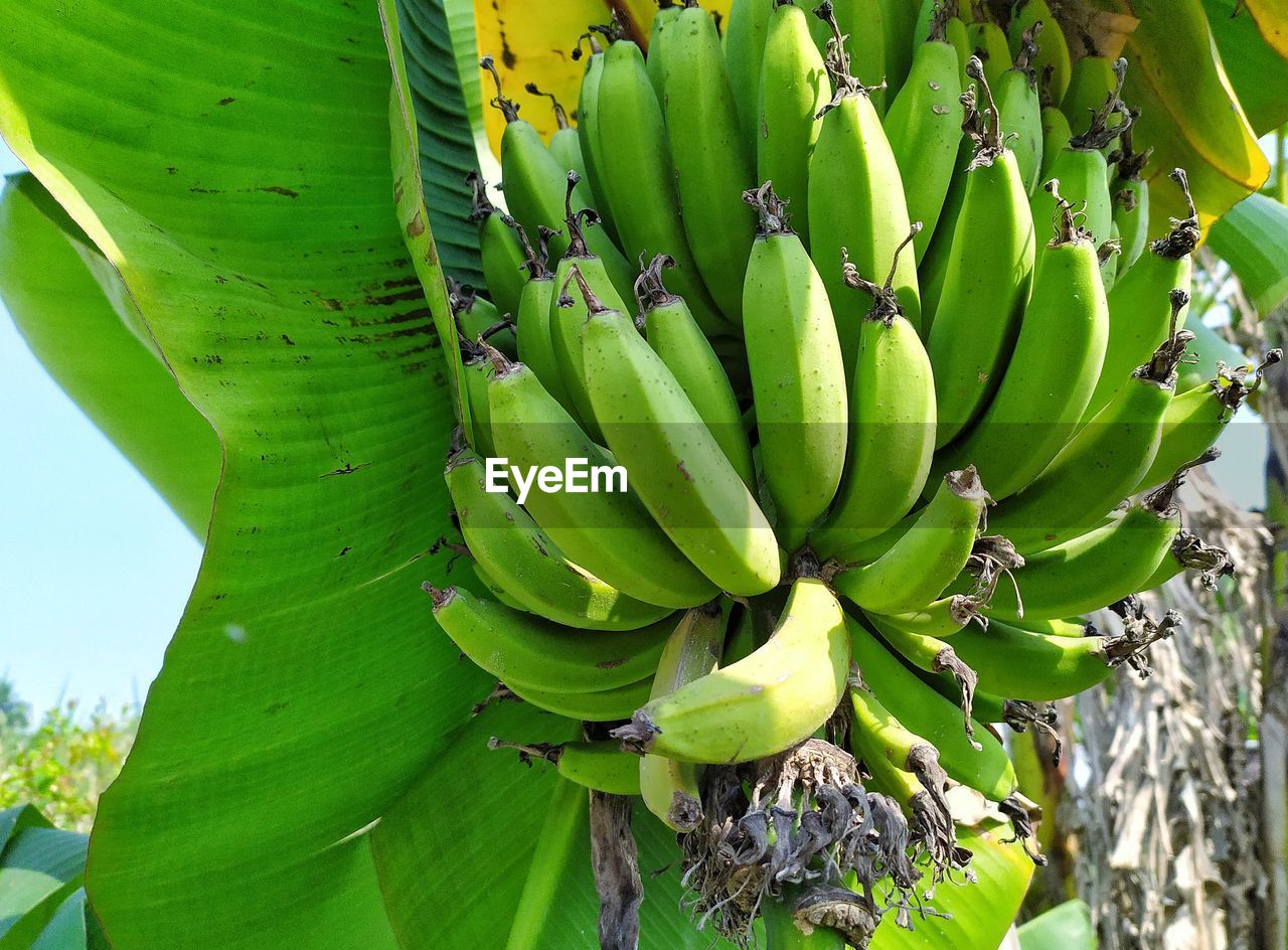 Cluster of plantain, hanging, indian vegetable garden.