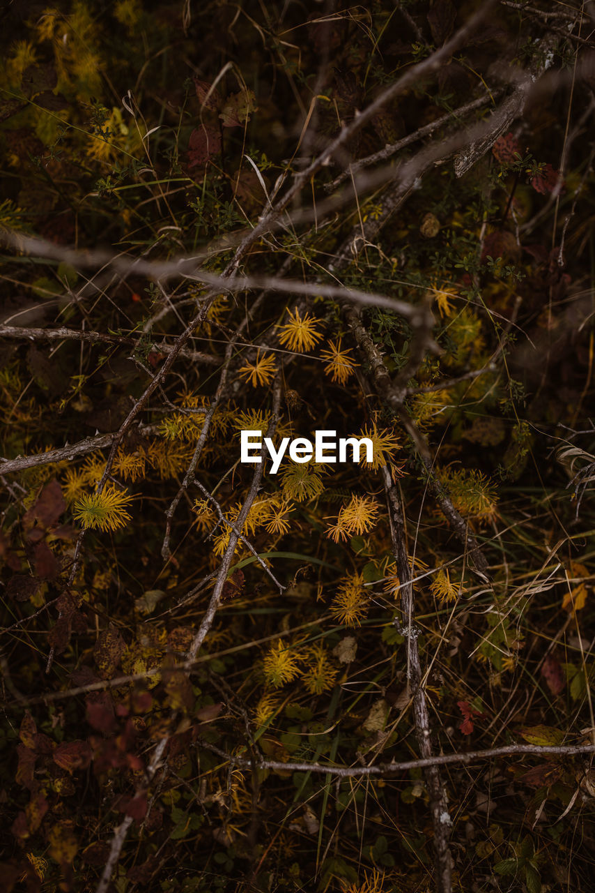 FULL FRAME SHOT OF TREES
