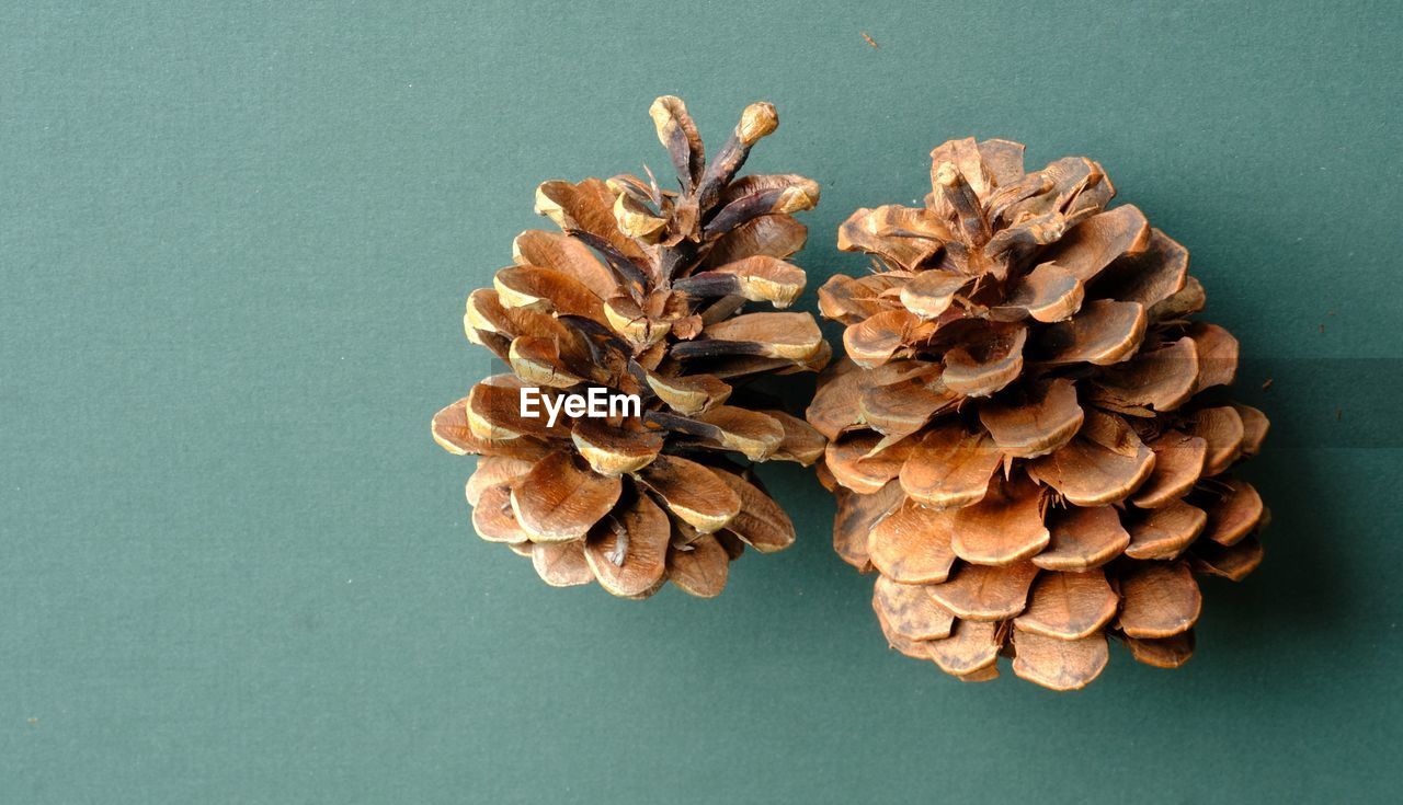 CLOSE-UP OF PINE CONE ON TABLE