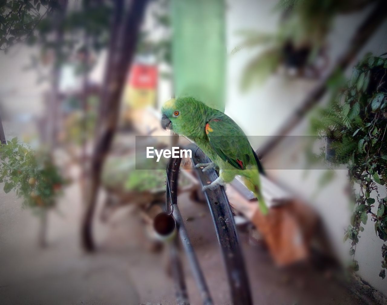 CLOSE-UP OF PARROT PERCHING ON LEAF