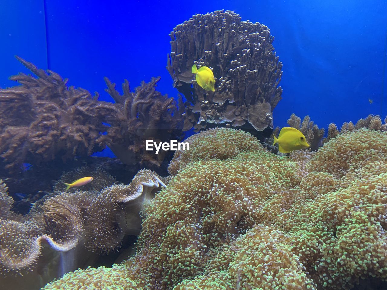 Close-up of fish swimming in sea