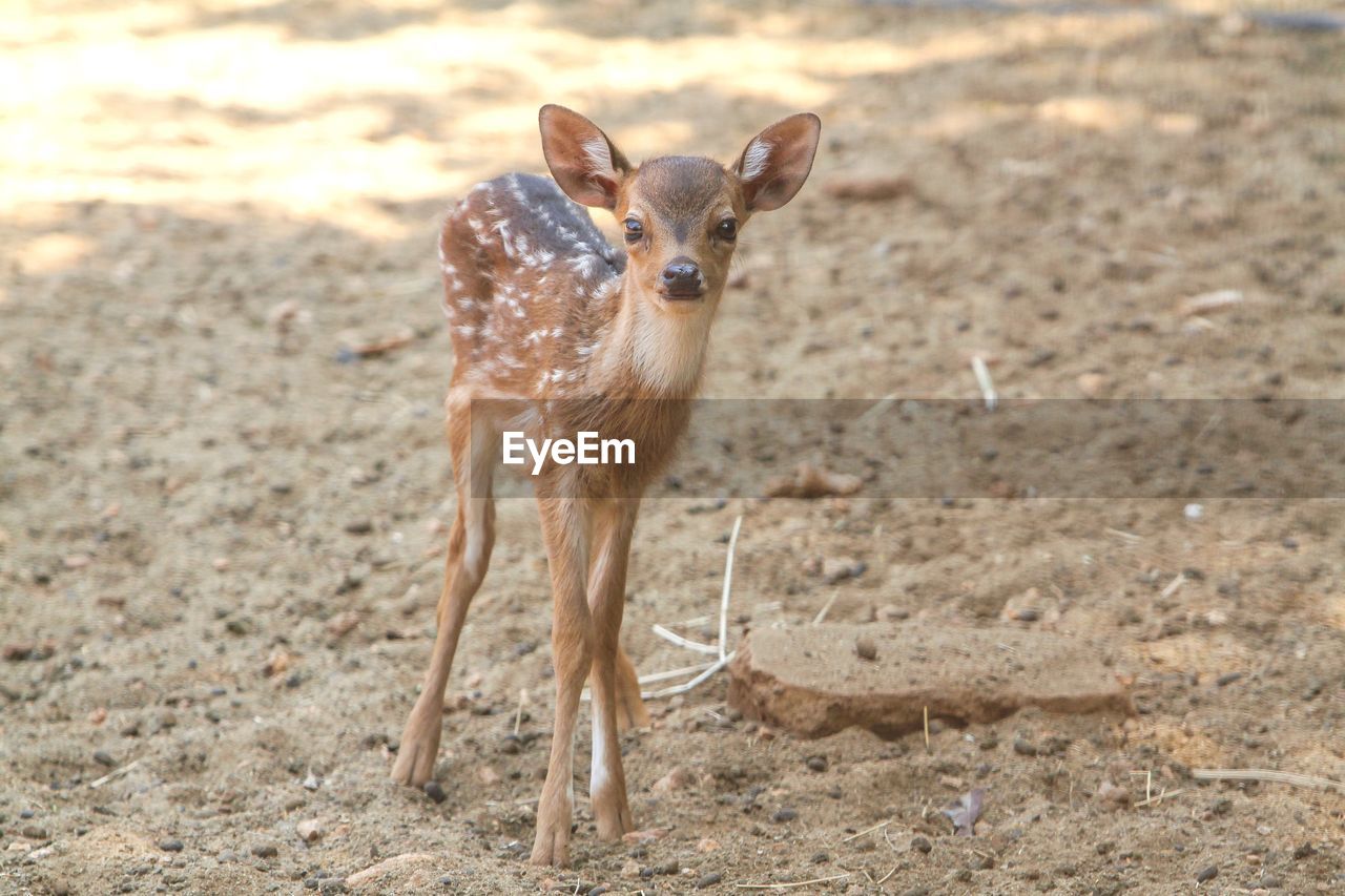 Young deer standing on land