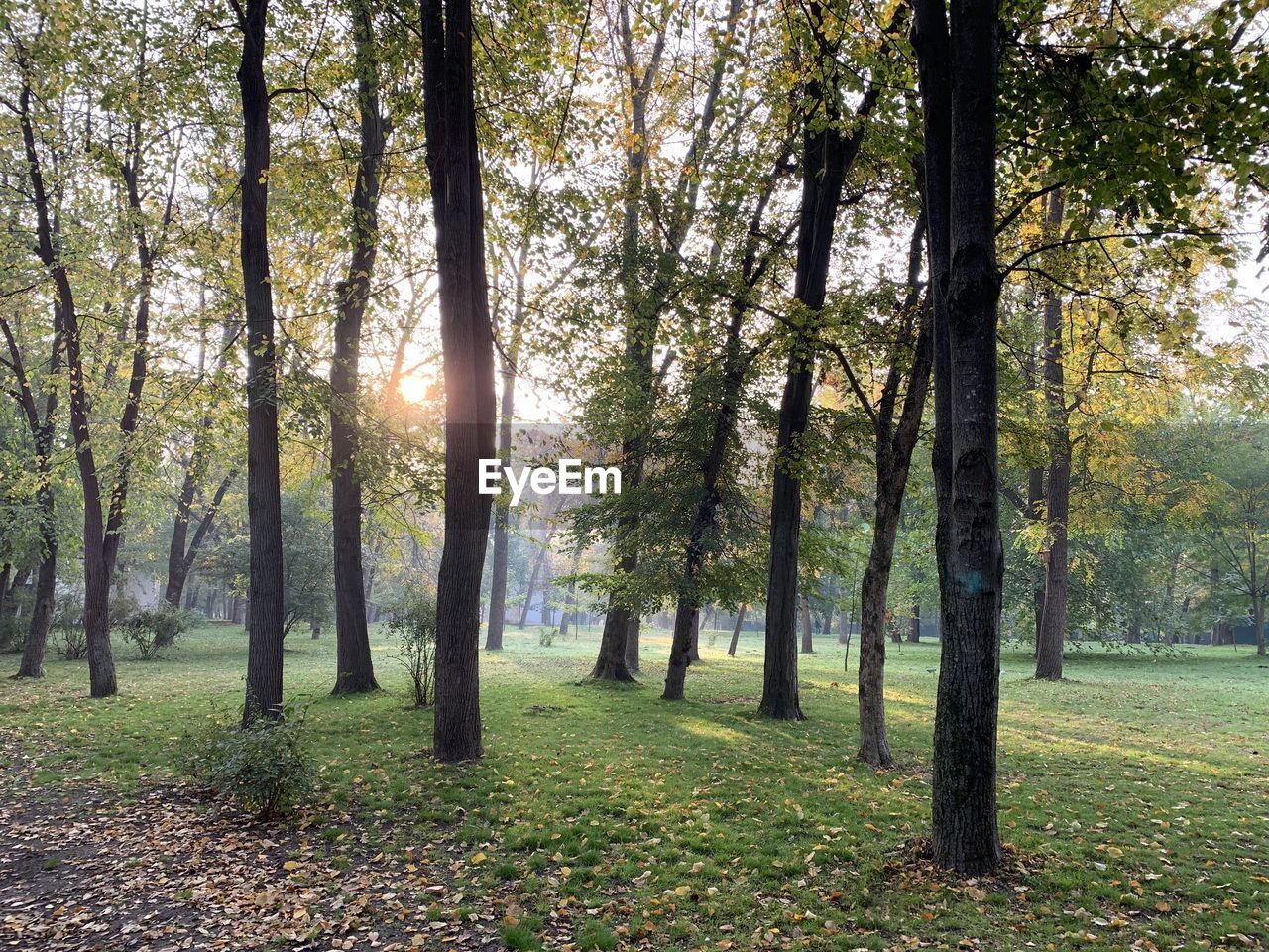 Sunlight streaming through trees in forest