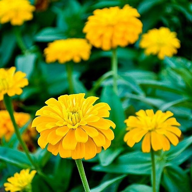 CLOSE-UP OF YELLOW FLOWERS