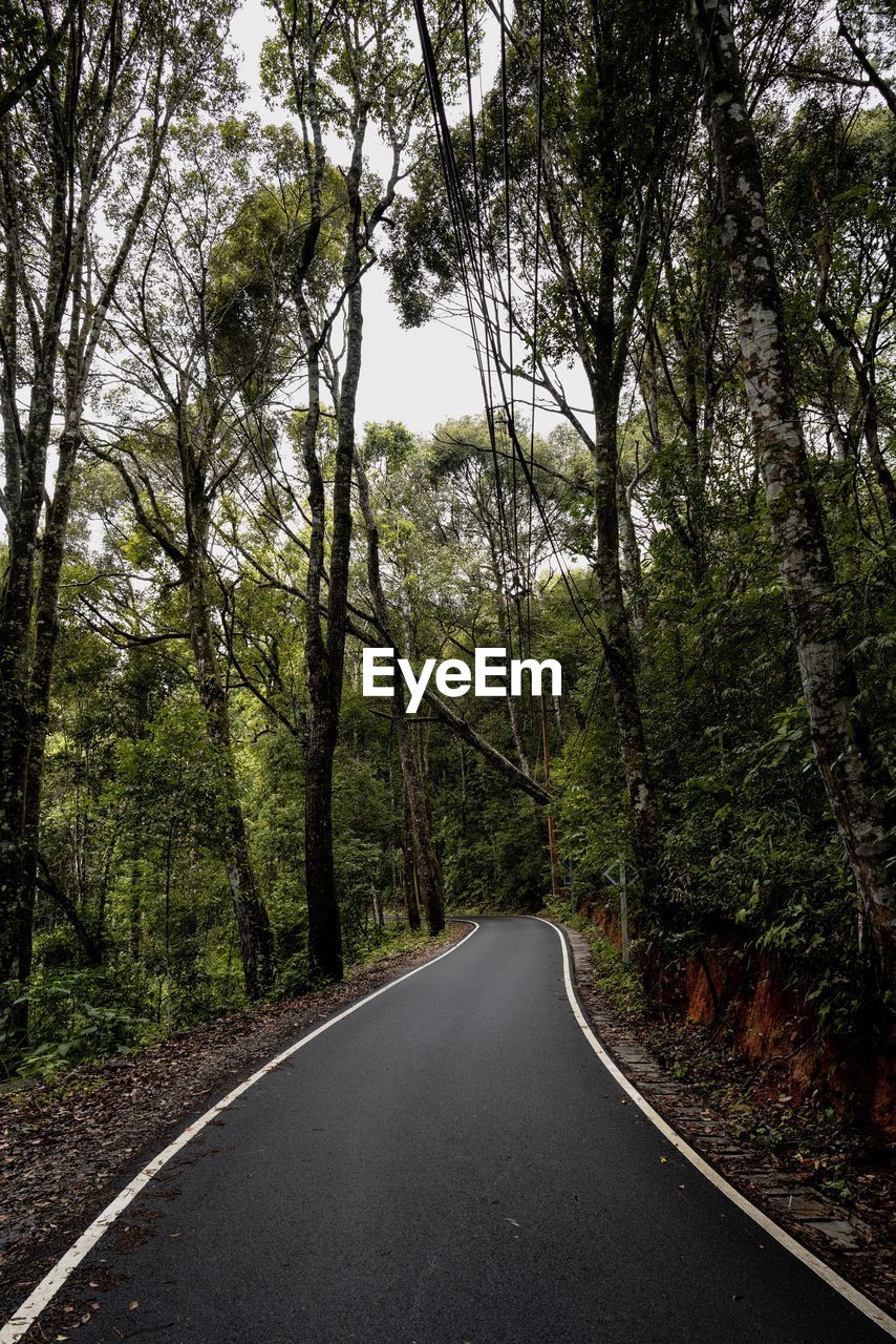 Empty road amidst trees in forest