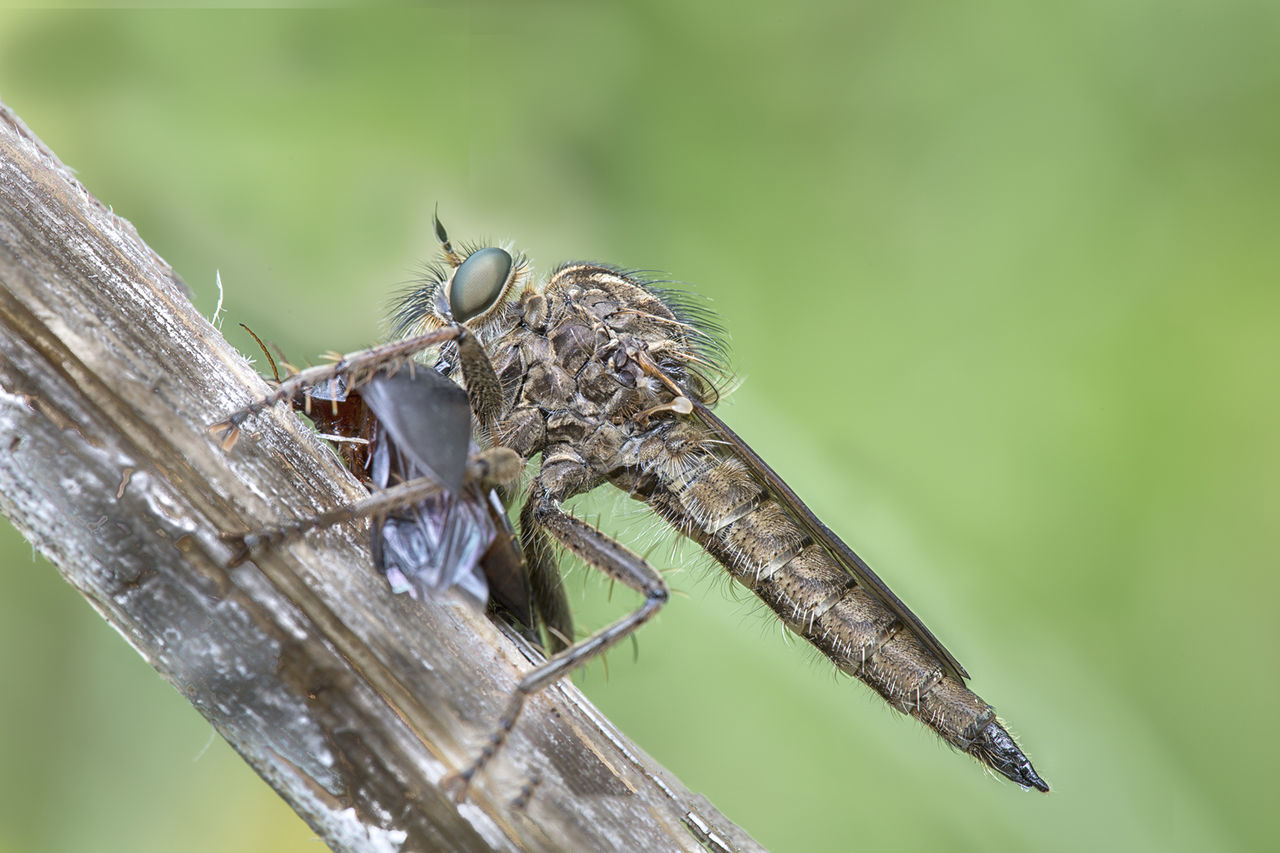 CLOSE-UP OF BIRD ON STEM