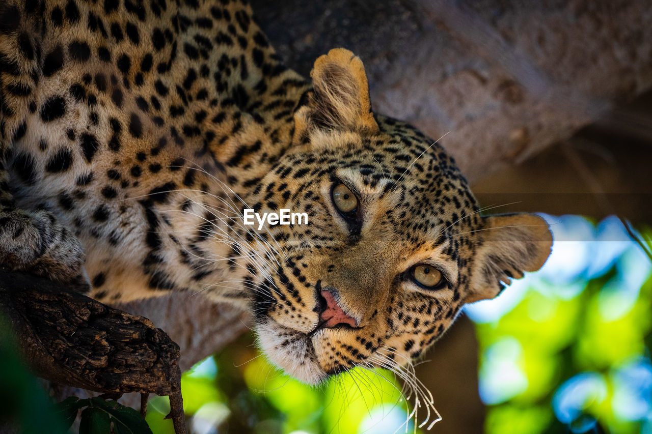 Low angle portrait of leopard on tree in forest