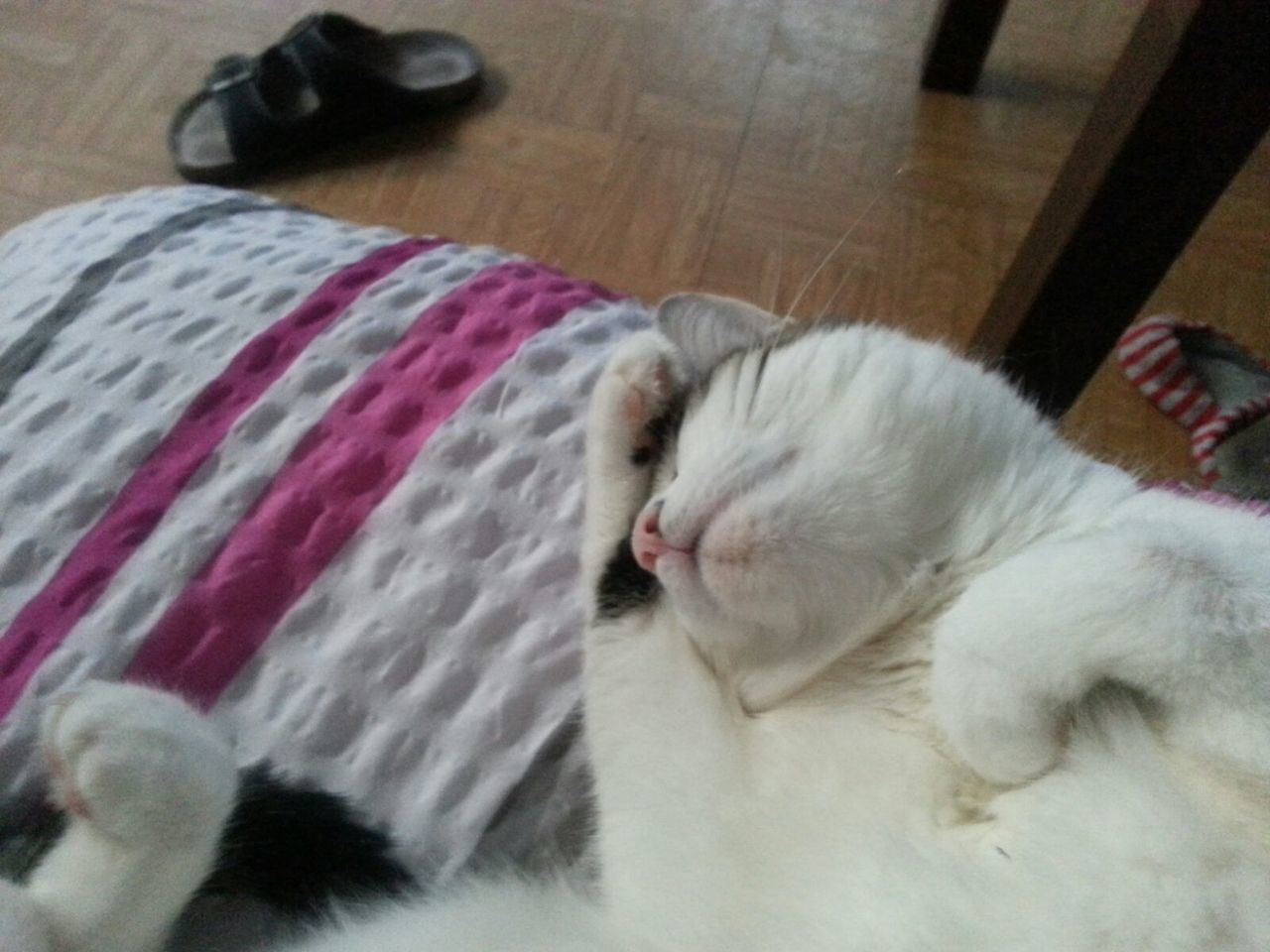 WHITE CAT SLEEPING ON TILED FLOOR