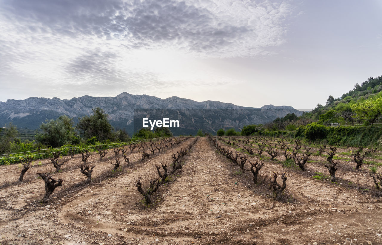 Field of vineyards in hibernation, with mountains in the background.