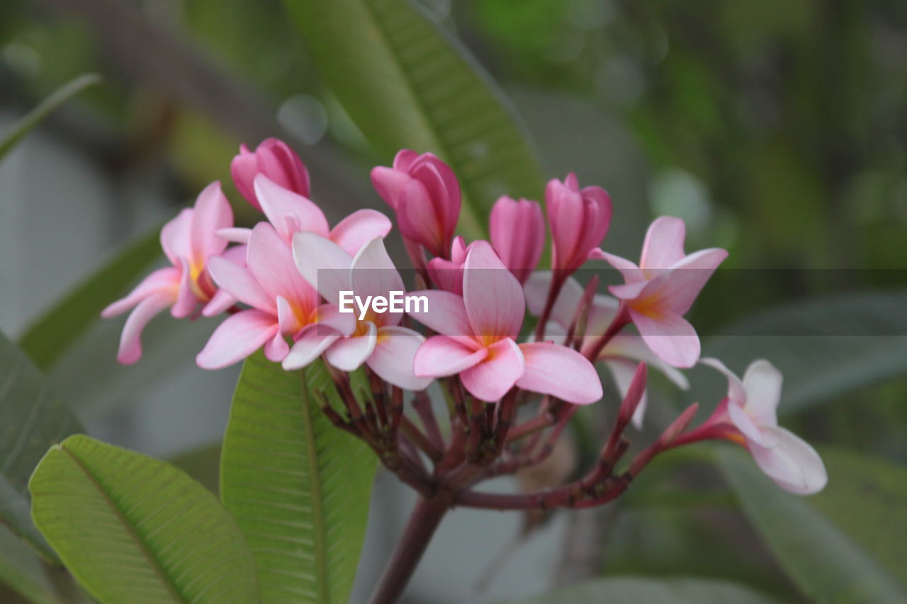 CLOSE-UP OF PINK FLOWERS