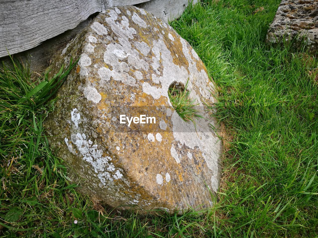 CLOSE-UP HIGH ANGLE VIEW OF GRASS AND GRASSLAND