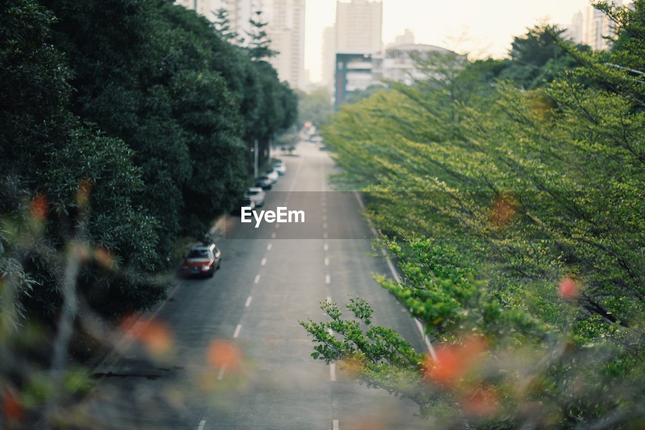 Road amidst trees in city