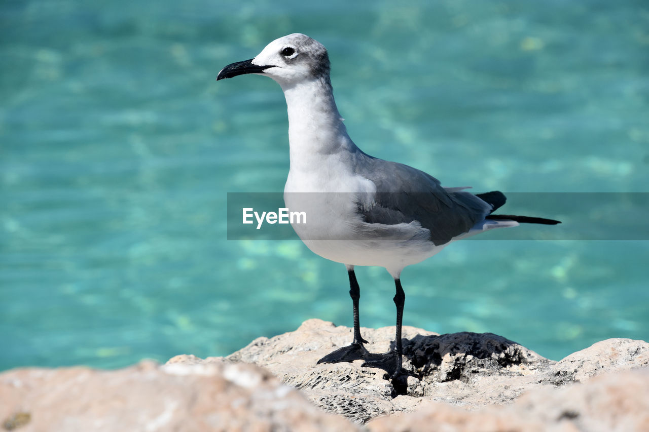 Carribean laughing gull standing on white coral along the coast and ocean.