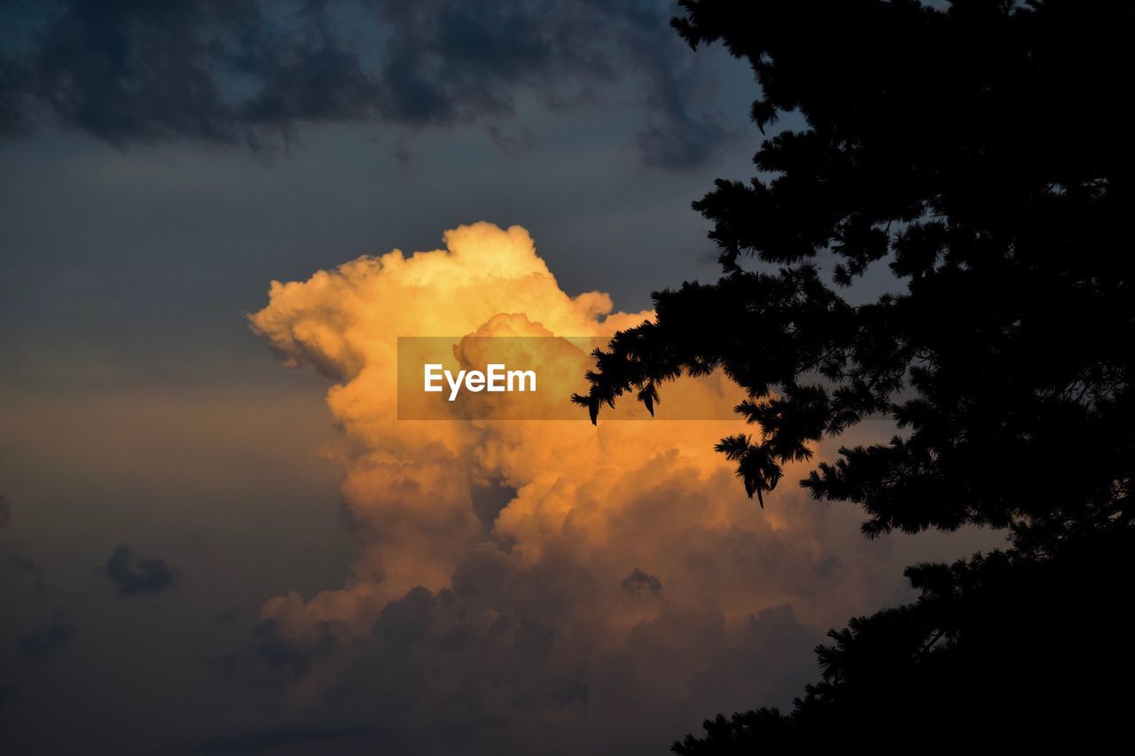 Low angle view of silhouette tree against sky