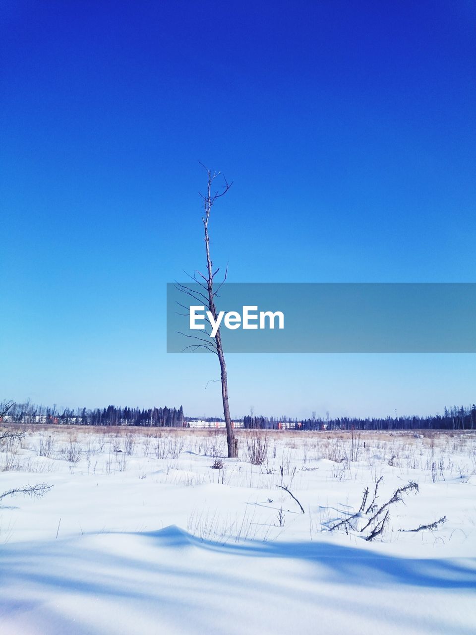 BARE TREES ON SNOW COVERED LANDSCAPE