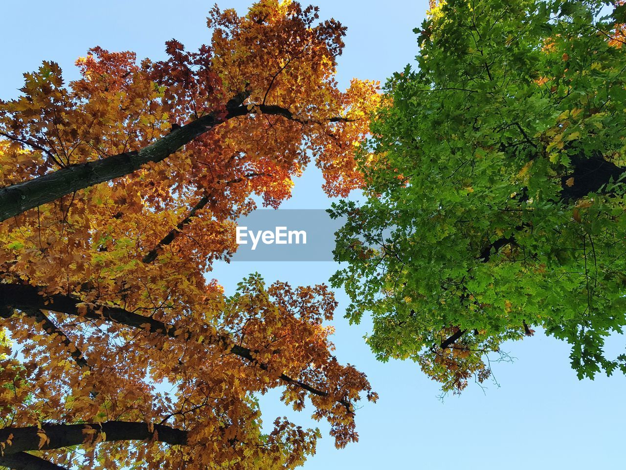 Low angle view of maple tree against sky