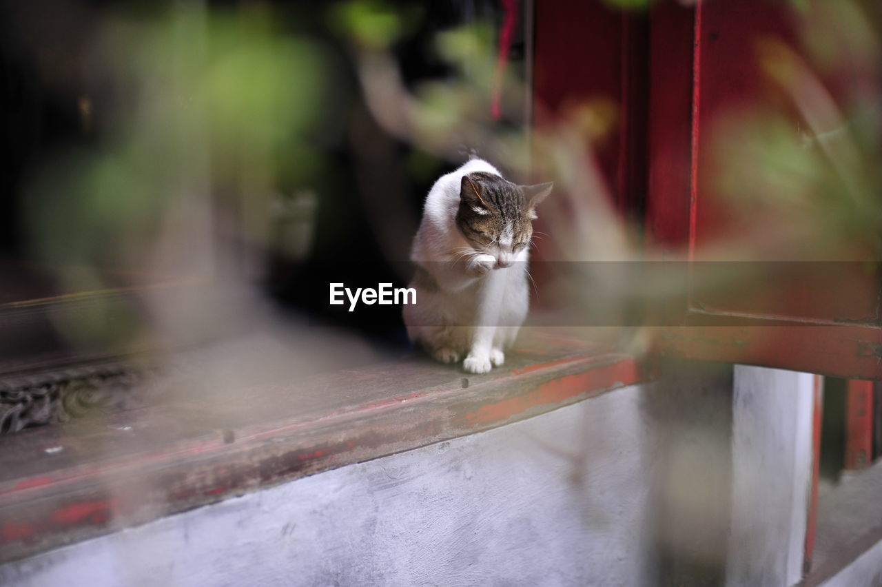 PORTRAIT OF CAT LOOKING AT NIGHT