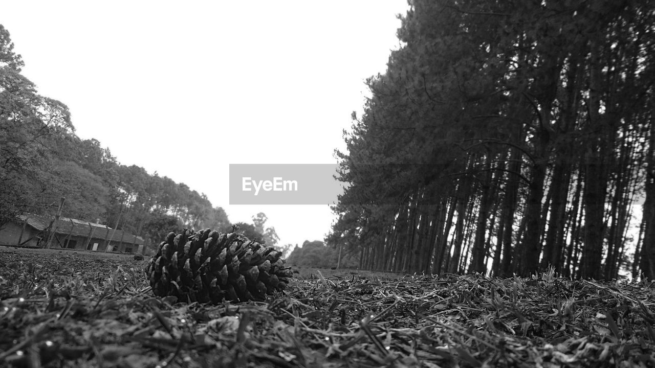 TREES ON FIELD AGAINST CLEAR SKY