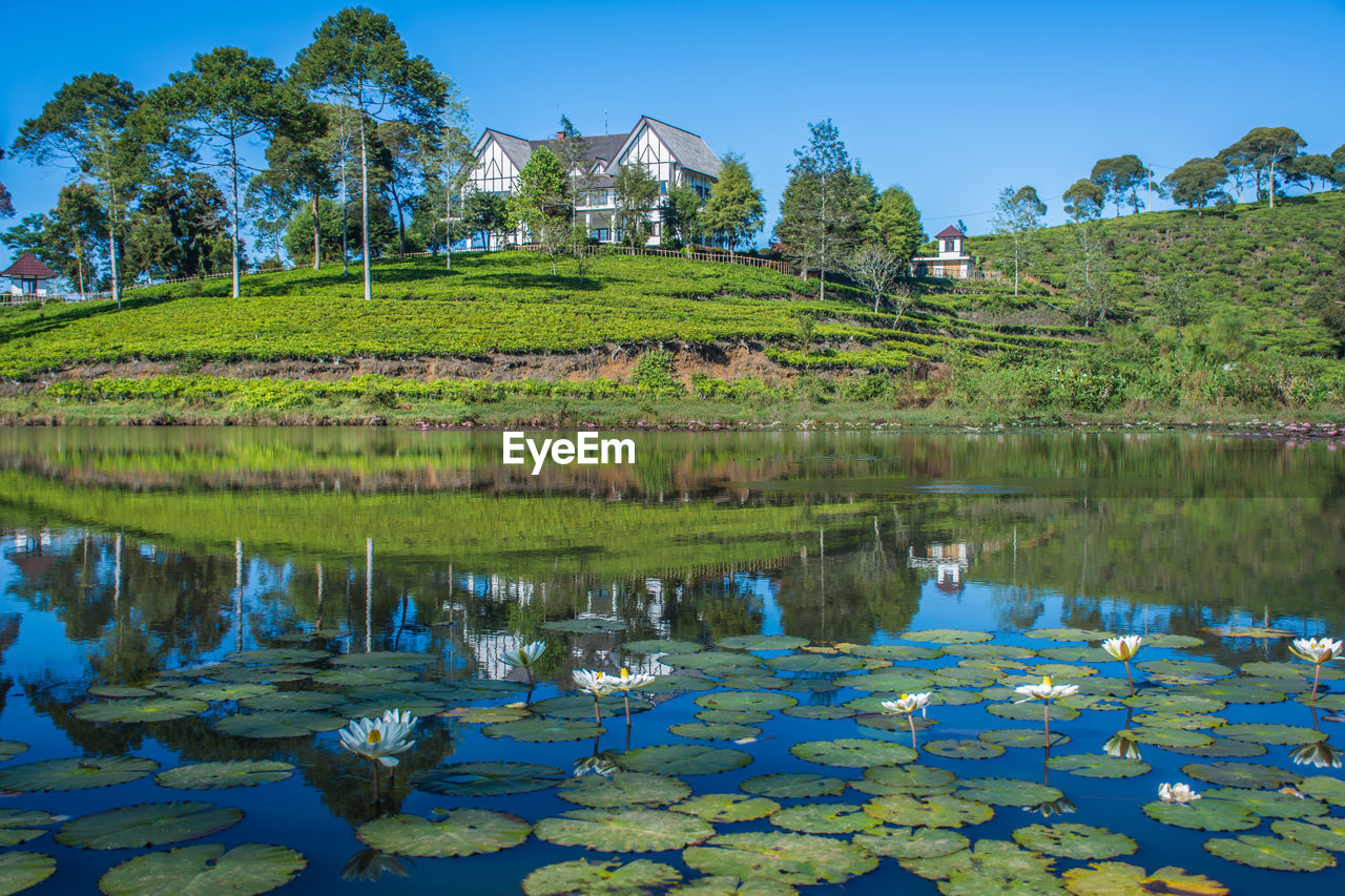 Beautiful views of houses, lakes and white lotus plants