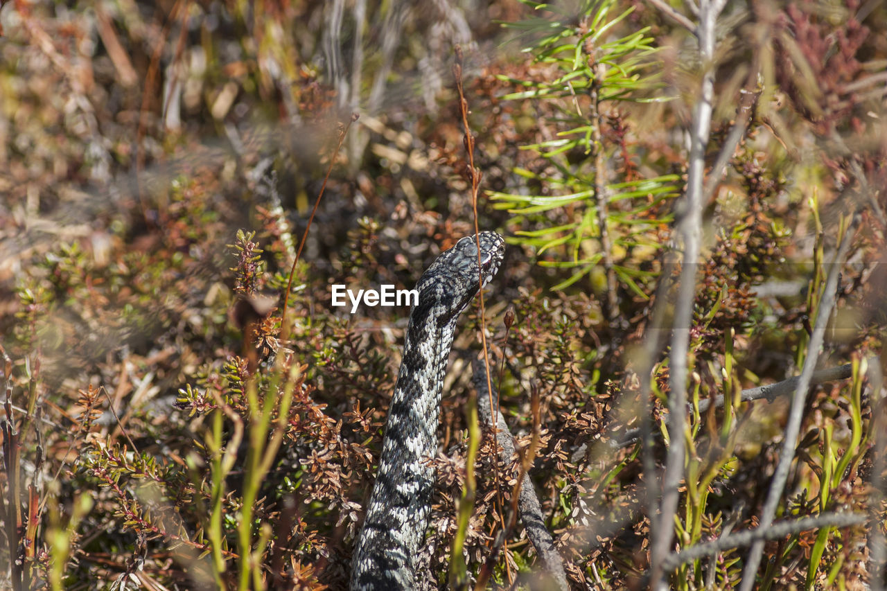 Viper with zigzag pattern on the ground