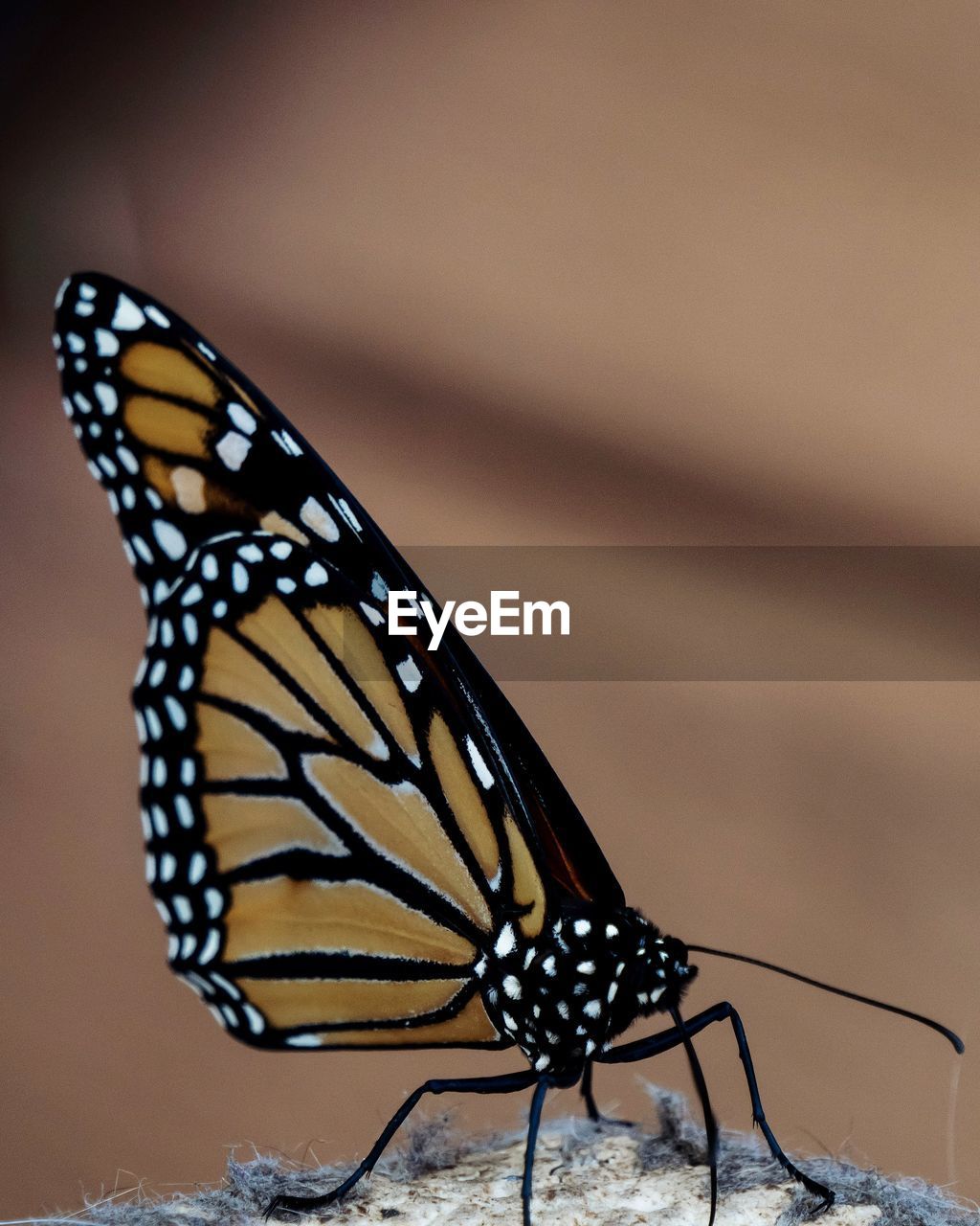 Close-up of butterfly on textile