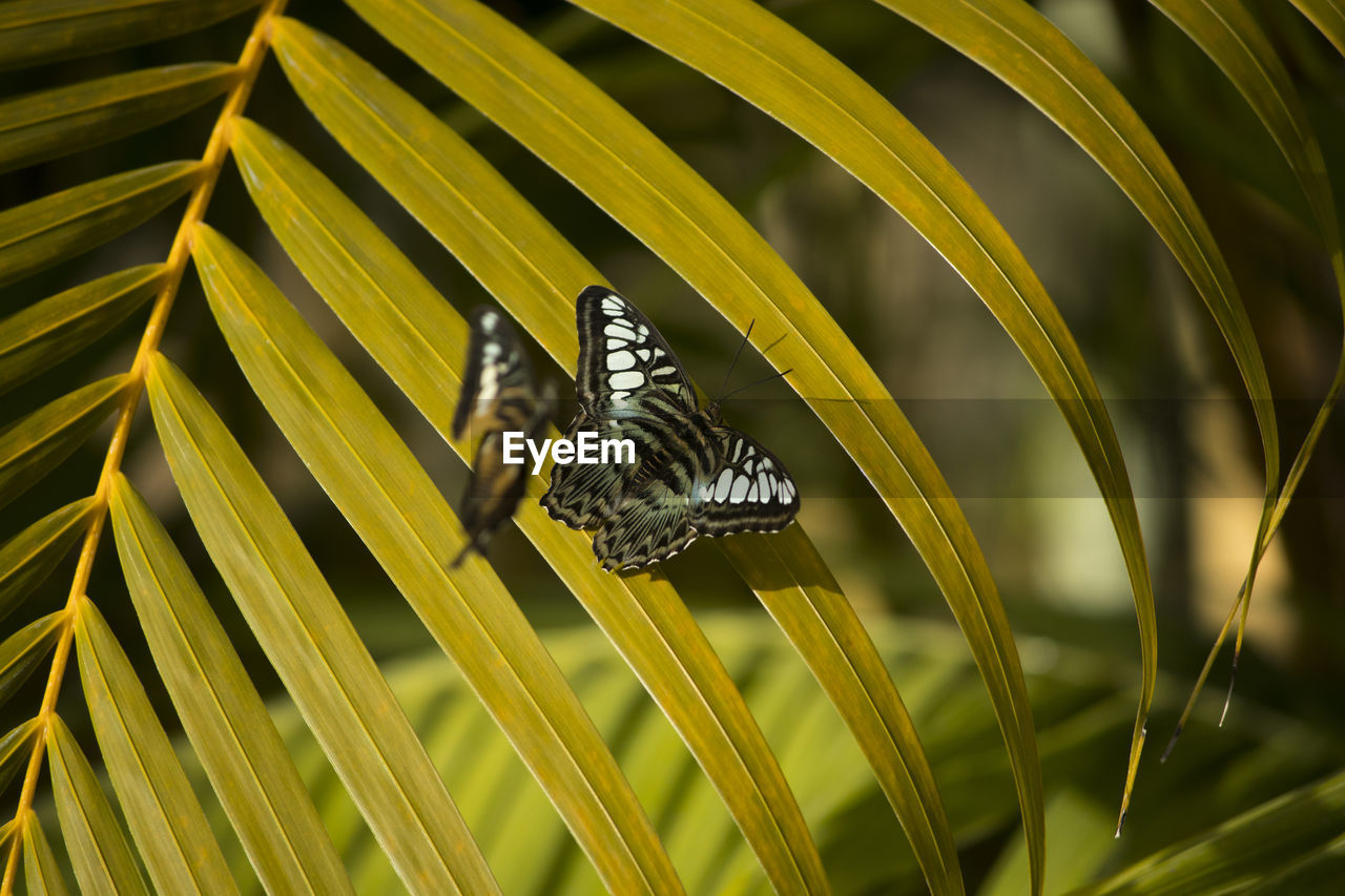 CLOSE-UP OF BUTTERFLY PERCHING ON LEAF