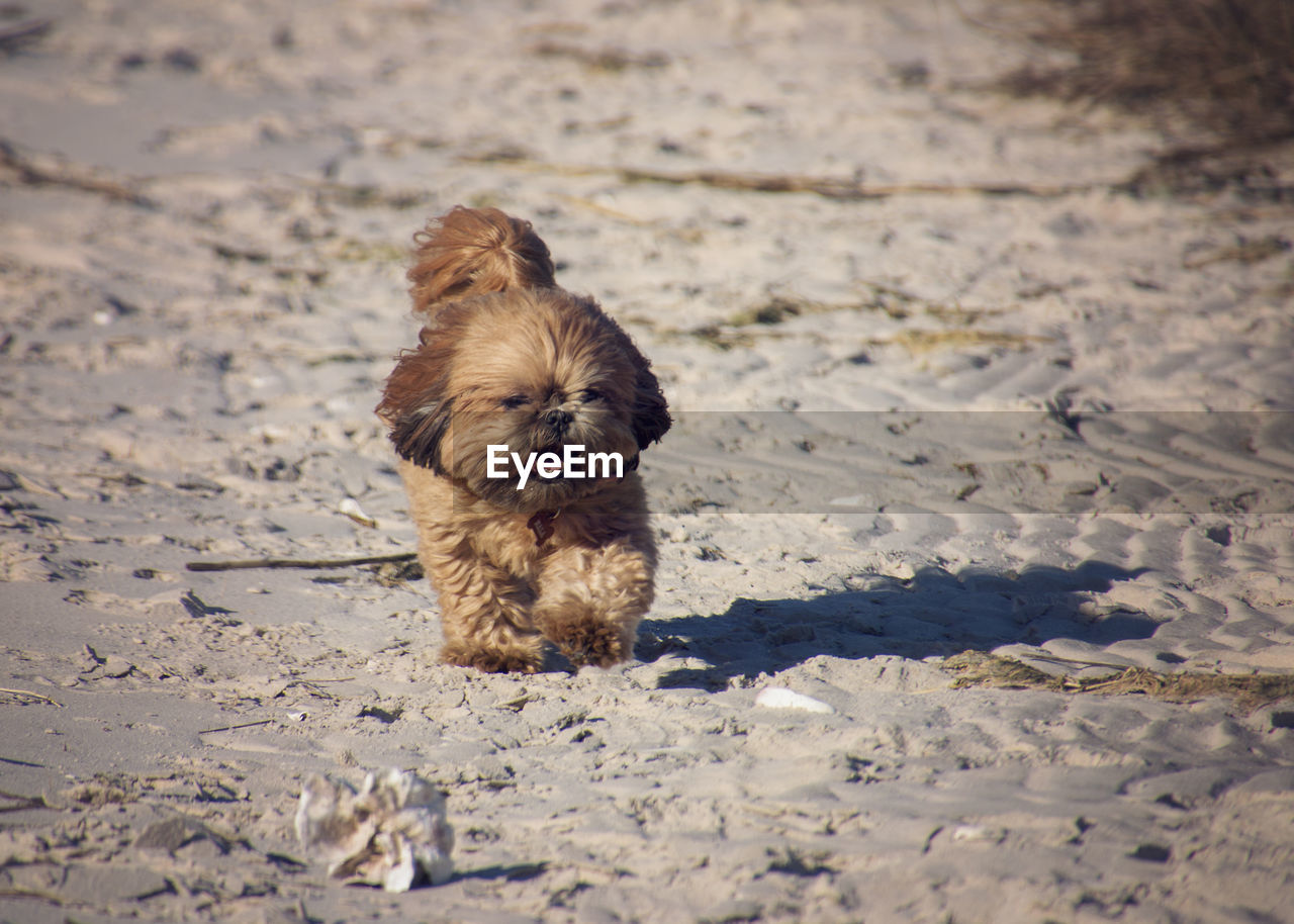 Dog at beach