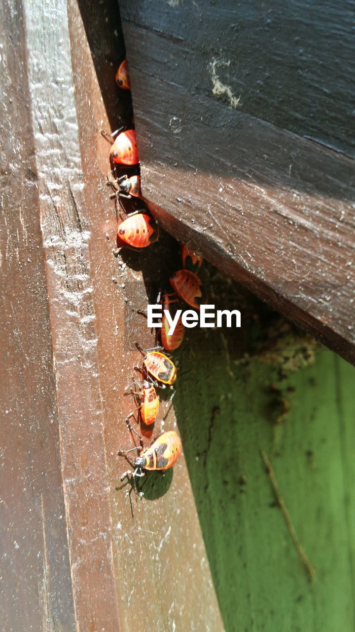 CLOSE-UP OF LADYBUG