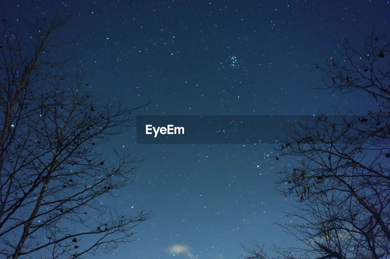 Low angle view of silhouette bare trees against star field