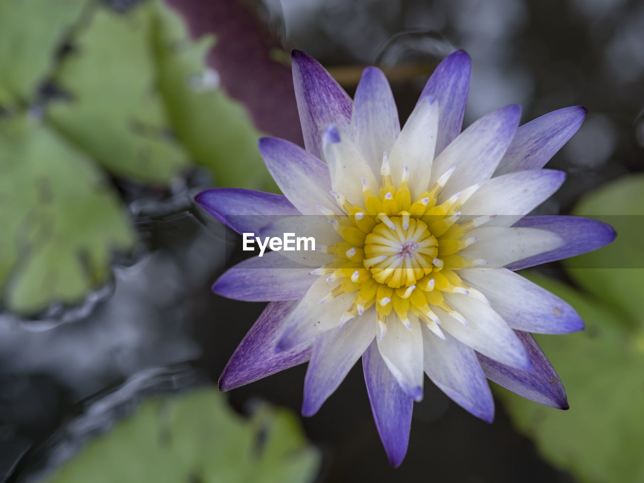 CLOSE-UP OF PURPLE WATER LILY