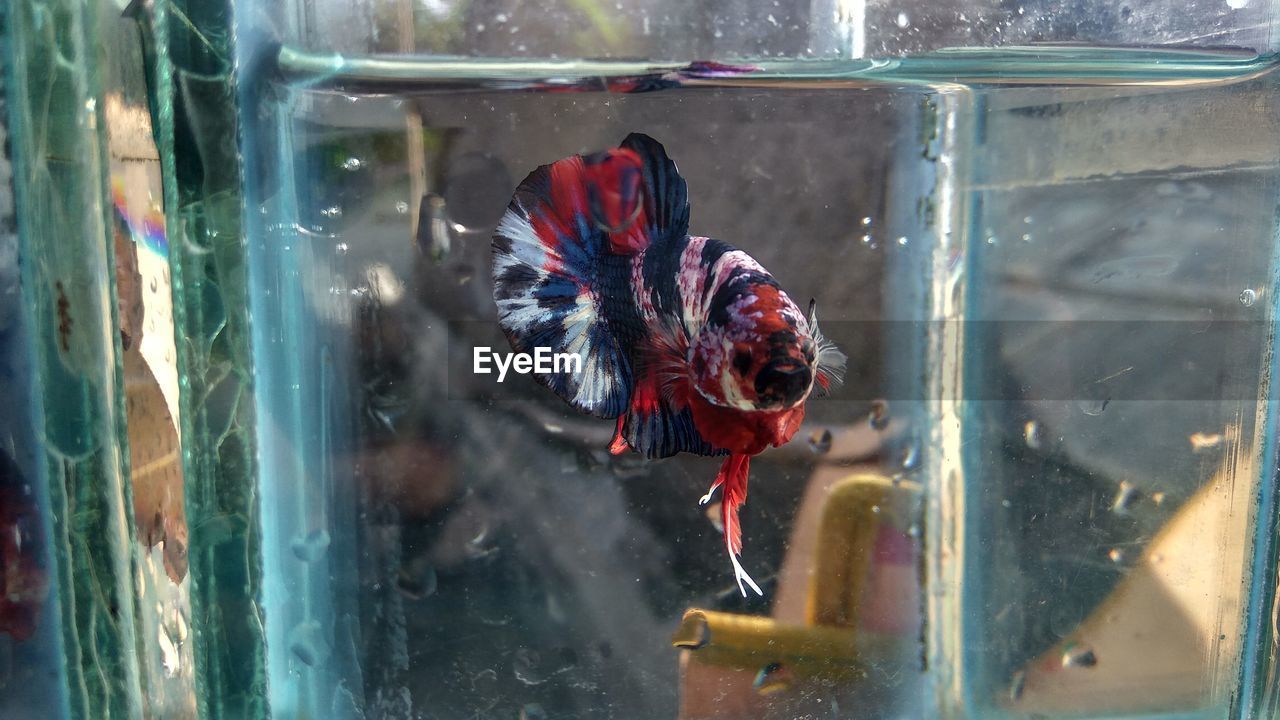 CLOSE-UP OF FISH SWIMMING IN TANK