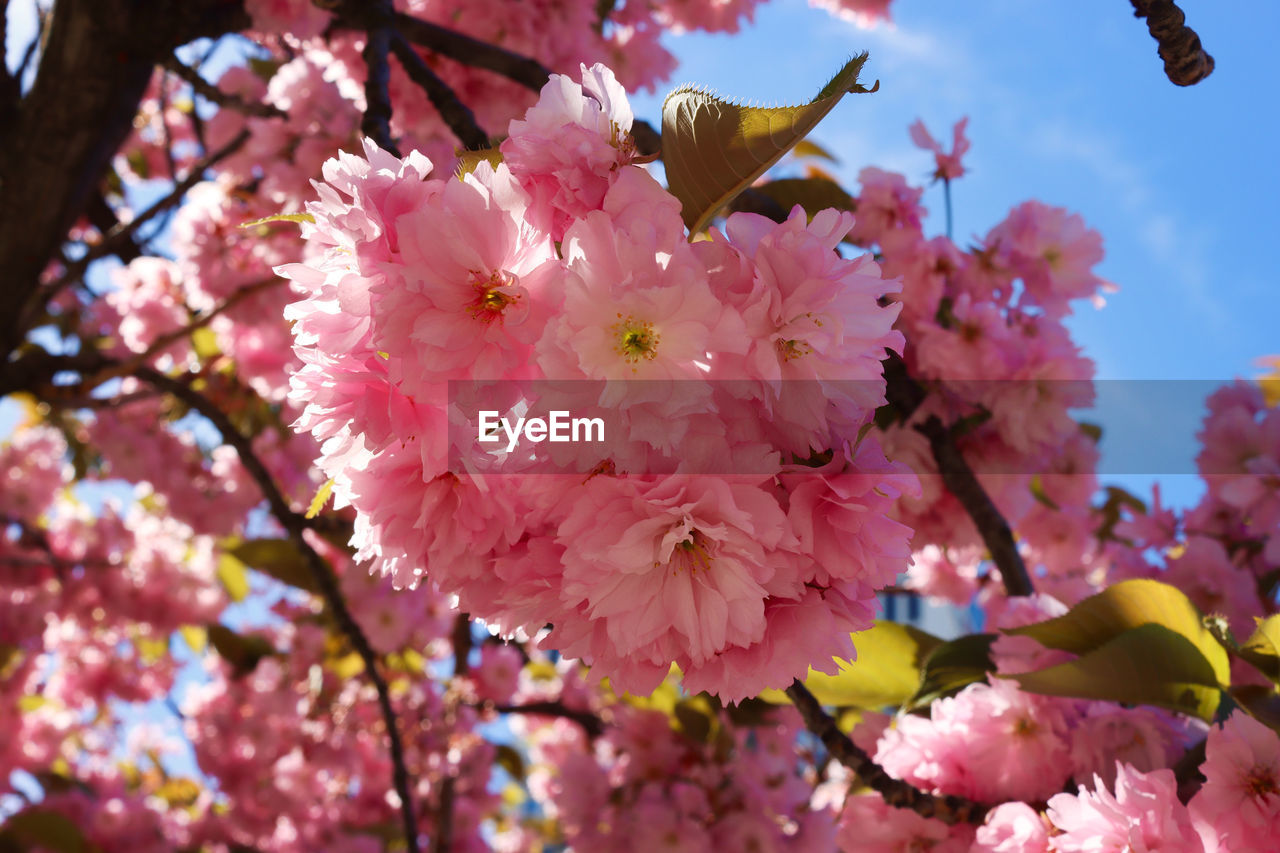 plant, flower, flowering plant, blossom, beauty in nature, fragility, freshness, tree, pink, springtime, growth, nature, branch, cherry blossom, spring, petal, close-up, cherry tree, sky, no people, inflorescence, flower head, cherry, day, outdoors, botany, produce, focus on foreground, twig, low angle view, food, fruit tree, pollen, agriculture