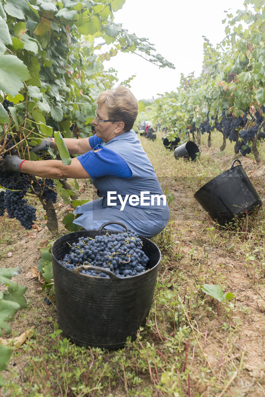 Woman harvesting grapes in a vineyard