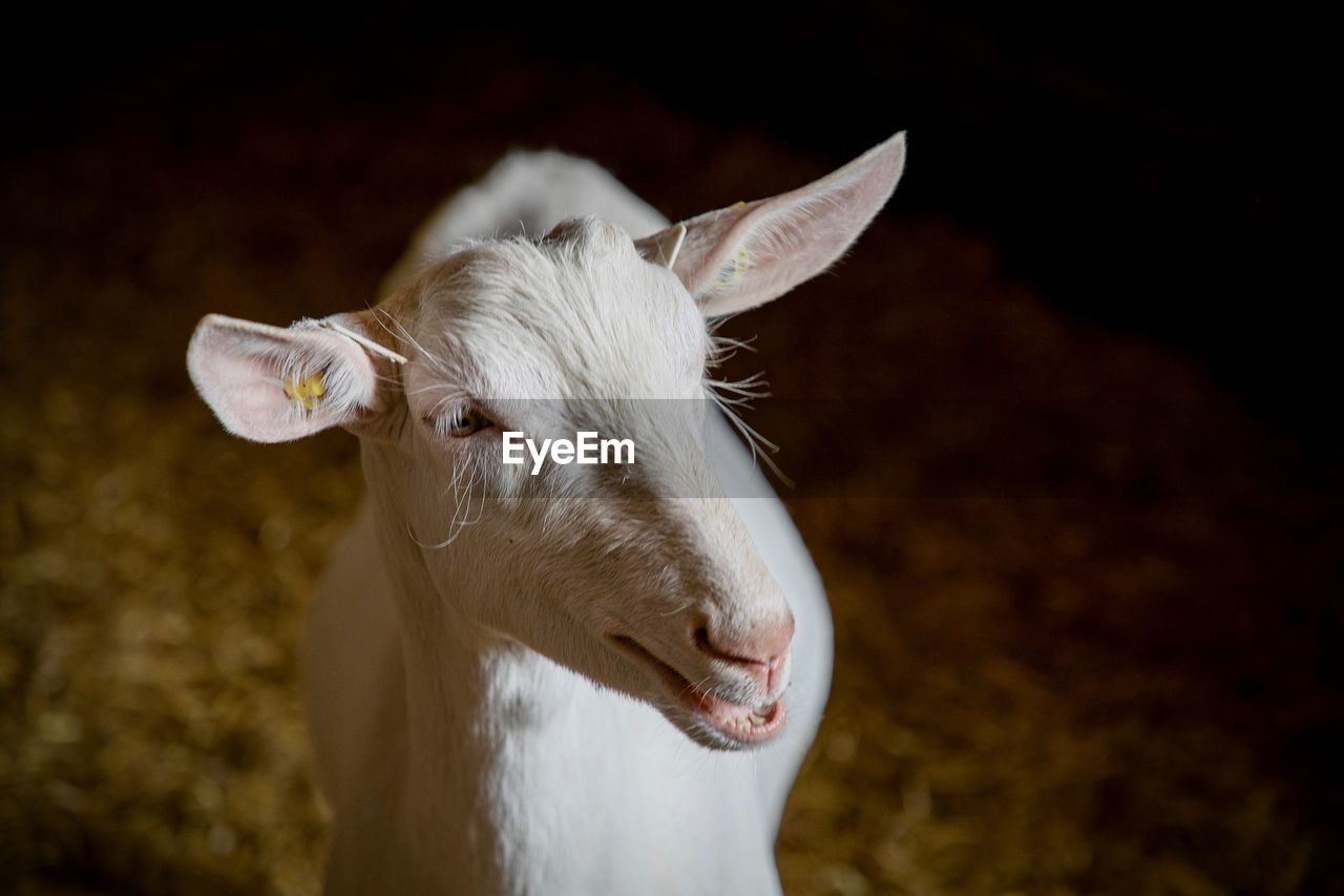 Close-up of a goat