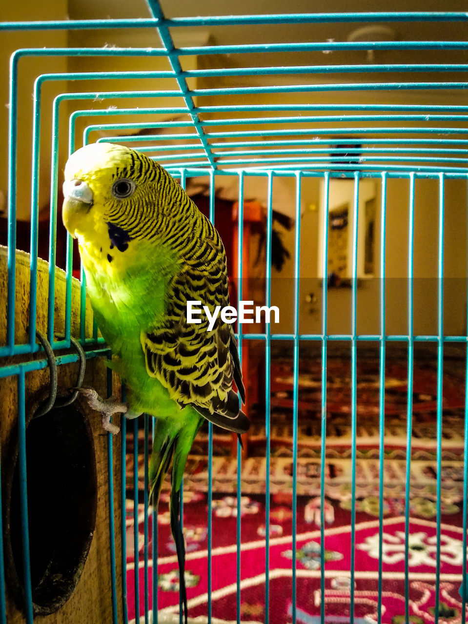 Close-up of a bird in a cage