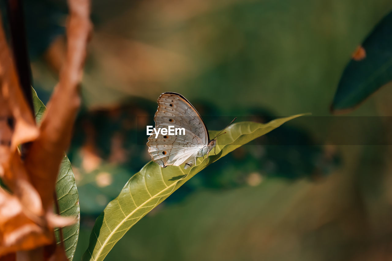 Close-up of butterfly on leaf