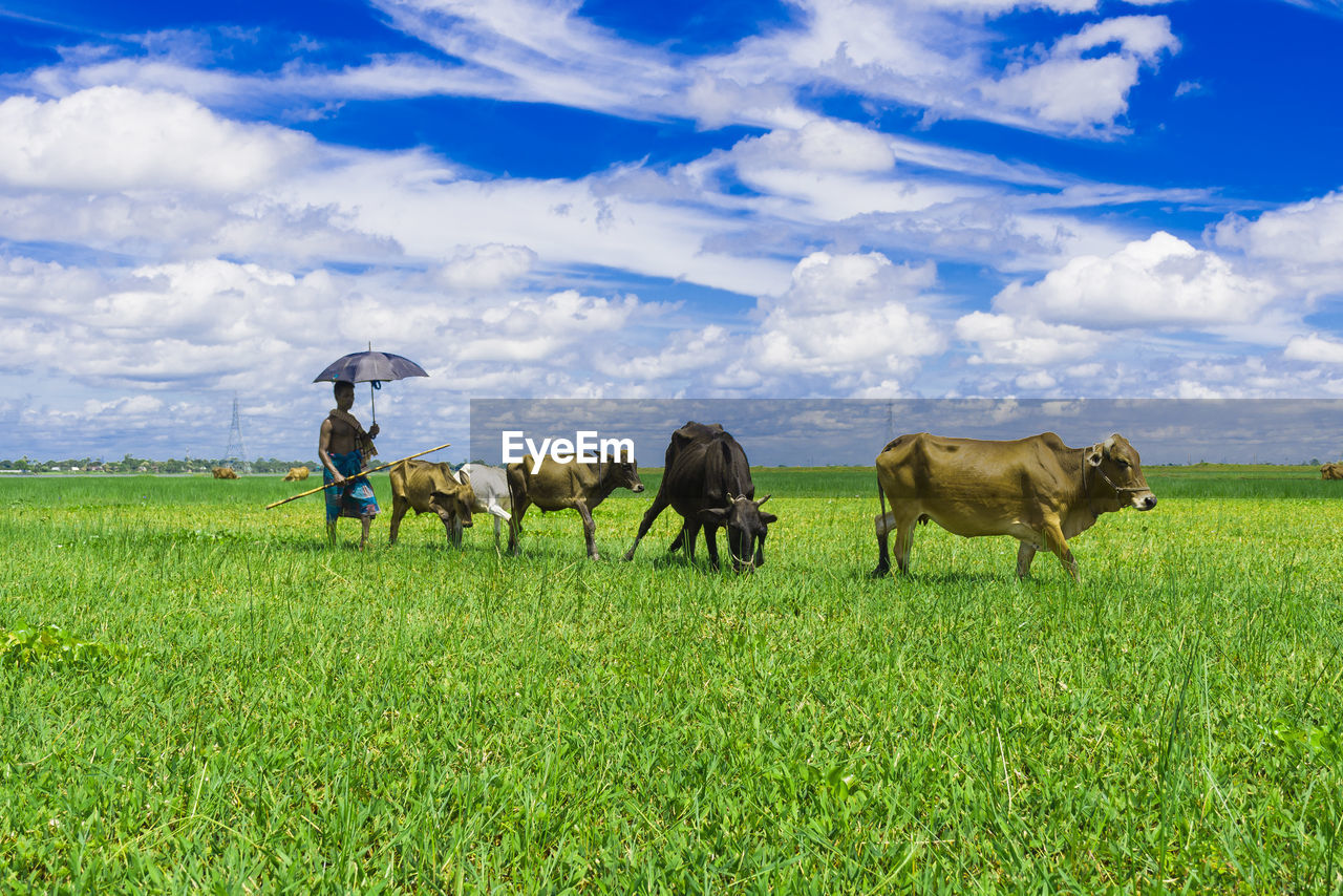 Cows grazing on field against sky.