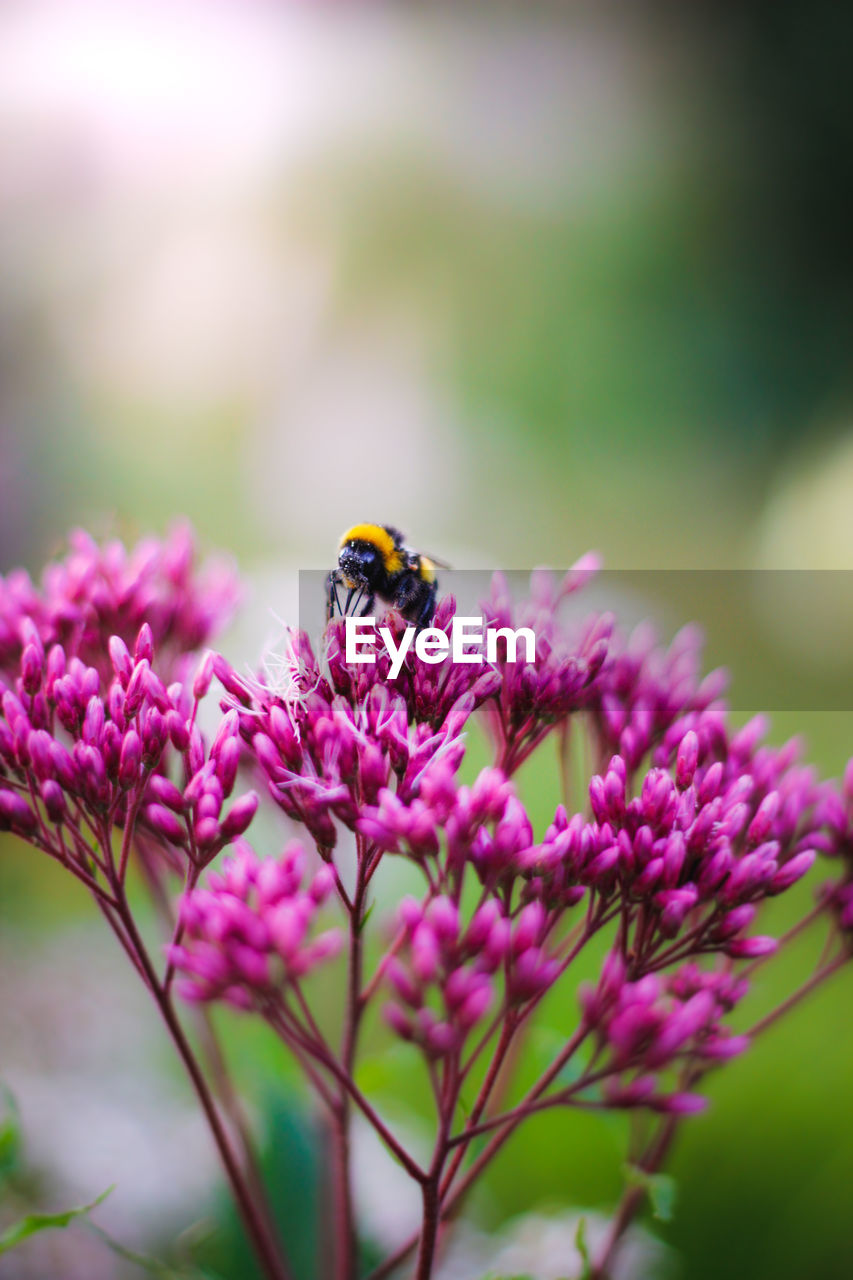 CLOSE-UP OF BEE ON PINK FLOWER