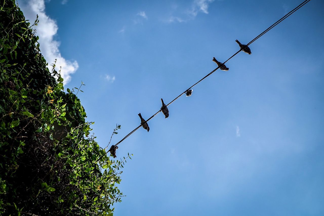 LOW ANGLE VIEW OF WIRE AGAINST SKY