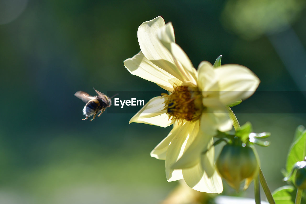 Close-up of bee pollinating on flower