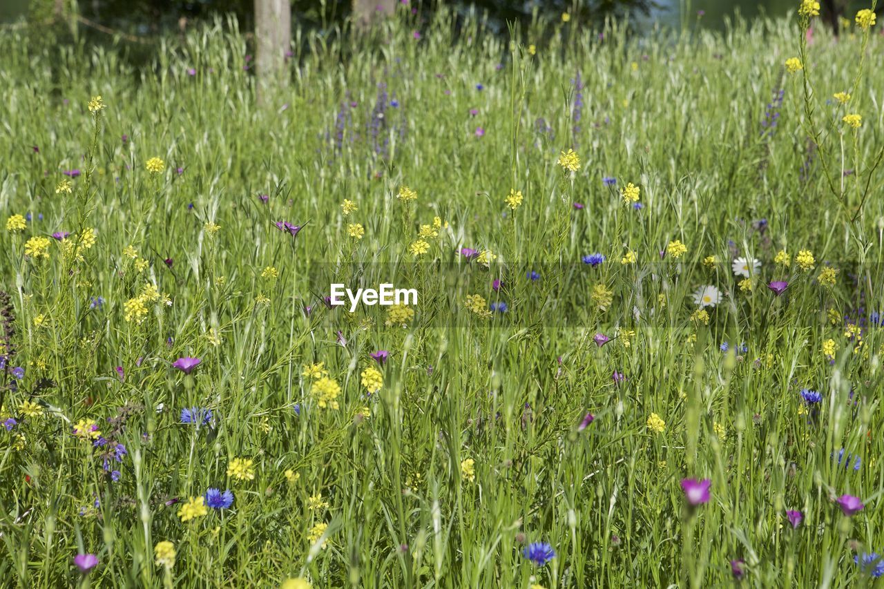 View of flowers growing in field