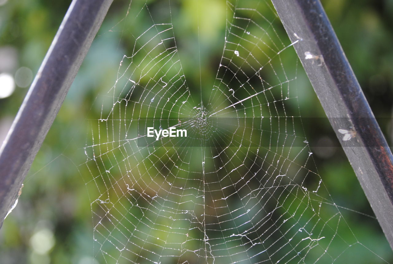 CLOSE-UP OF SPIDER WEB