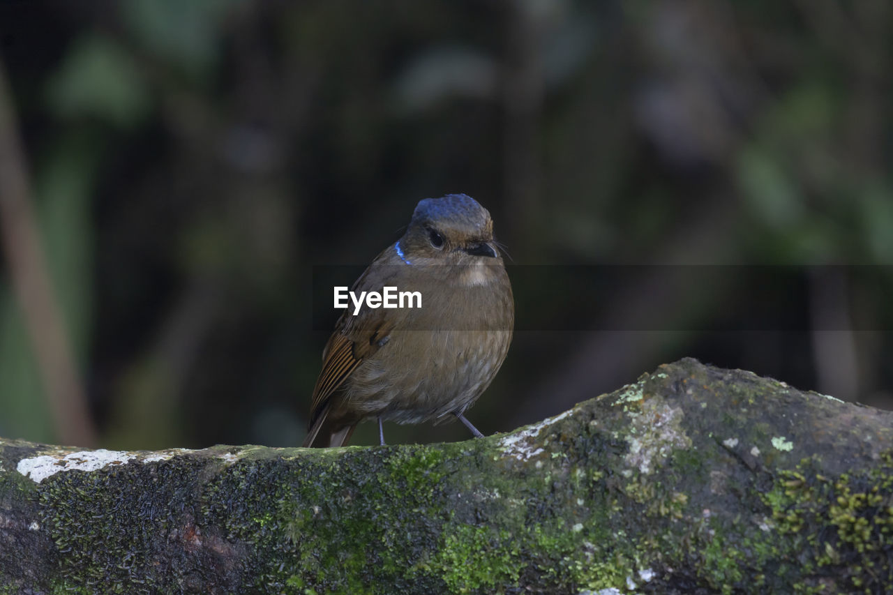 CLOSE-UP OF BIRD